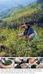100가지 새순 덖어 ‘지리산’을 마신다