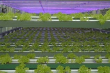 [뉴스파일] 서울 노원구에 식물공장 노원에코팜센터 준공