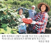 “옥천 산딸기 풍년이네유”… 다이어트 식품으로 인기