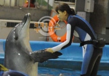 바다가 그리웠던 돌고래 ‘삼팔이’의 양식장 탈출사건