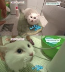 동물농장, 말하는 고양이 ‘루벤’ 화제