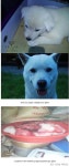 몸보신 욕심에 8년 반려견 죽인 이웃… ‘길용이 사건’ 처벌은?