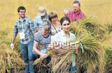 “대풍일세” 외국인들 벼 수확 체험