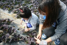 채선당, 샤브미인 3기 ‘친환경야채 농장 체험’ 진행