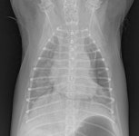 [반려동물 건강 이야기] 7세 이상의 노령견 기침, 심장 질환의 전조 증상일 수 있어요!