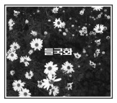 “노래여 잠에서 깨라”…들국화 새 음반 미리 들어보니