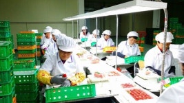 합천 딸기 올해 30만 달러 수출 돌파