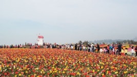 3,000,000 송이 튤립의 대향연에 초대합니다… 신안군 임자도서 4월 18일부터 축제