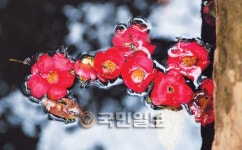[포토 카페] 다산초당의 동백꽃