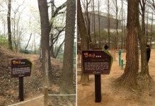 고양 정발산공원에 연리근 두쌍 명물