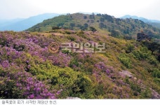 [여행메모-장흥] 편백숲 우드랜드서 심신 힐링… 제암산 철쭉 주말 절정