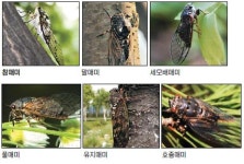 한여름 숙면 방해하는 주범은 ‘참매미’