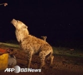 수컷 하이에나끼리 번식이 될 턱이 있나?… 대전 동물원 망신