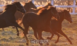 보험금 타내려고 경주마에 몹쓸짓…마주·목장장 등 무더기 검거