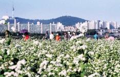[포토 카페] 서울에도 메밀꽃 필 무렵