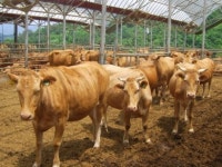 5300만원짜리 괴산한우… 최고가 낙찰