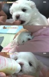 쓰레기통에서 발견된 ‘시월이’의 근황