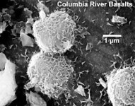 [사이언스 토크] 고세균의 반란