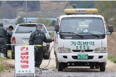 이번엔 봉화서… 경북 43일 만에  구제역 발생 ´초비상´