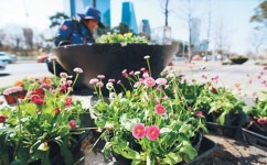 [포토 카페] 거리 화단에서 만난 봄