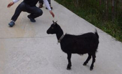 국립공원 안 섬마을 염소 체포작전