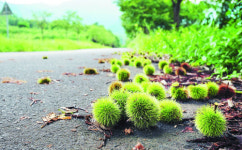 [포토 카페] 길 위의 밤송이