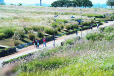 [포토] 억새 장관 하늘공원… 가을 정취 ‘물씬’