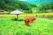 가을앓이 바람·숲·호수에 맡긴다… ‘멋과 맛, 힐링’이 있는 강원도 횡성 여행