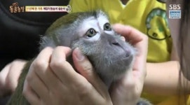“동물농장 원숭이 삼순이를 살려주세요” 눈물의 청원 행렬