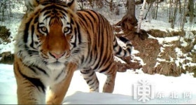 “야생 백두산 호랑이가 나타났다” 中동북지방...10대 멸종위기 동물