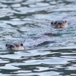 지리산 봄 마중 나온 수달… “멸종위기 벗어나야해”