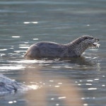 지리산 봄 마중 나온 수달… “멸종위기 벗어나야해”