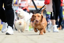 [포착]반려견과 함께 달려요…캐니크로스대회