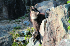 양구 산양증식복원센터서 산양 3마리 태어나