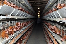 AI 2600만마리 살처분 눈앞… 공장식 축산부터 바꿔야