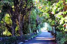 [고향산책-제주 신흥리 동백마을] 300년 역사의 자연산 레드카펫， 한해 4000여명 찾는 힐링명소