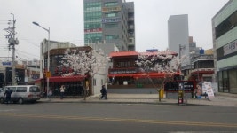 부산 첫 벚꽃 開花, 부산시청 뒤 ‘부부 왕벚나무’ 인기