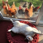 12마리 닭을 거느린 고양이? 이 집의 묘한 풍경 (사진)