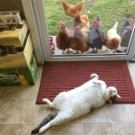 12마리 닭을 거느린 고양이? 이 집의 묘한 풍경 (사진)