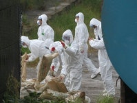 전북 익산 이어 완주서도 AI 발생···간이검사 양성 반응