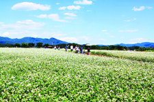 [포토] 푸른 하늘과 하얀 메밀꽃의 조화