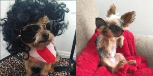 개멋짐이란 이런 것… 팔로어 25만명 스타견공 조이