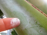 대프리카 바나나, 알고보니 바나나가 아니었다