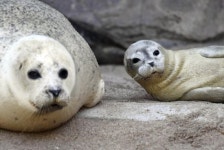 엄마 뭐 보는 거예요? 고개 빼꼼 내민 새끼 물개