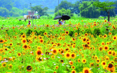 [포토 카페] 만개한 해바라기