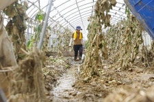 토사로 아수라장된 오이 농장
