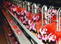 [투데이 포커스] ‘한뼘 닭장’이 낳은 ‘살충제 달걀’… 밀집사육의 부메랑