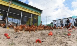 [포토]살충제 NO!, 흙목욕하는 제동목장 토종닭