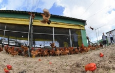 [포토]살충제 사용 없는 제동목장 토종닭