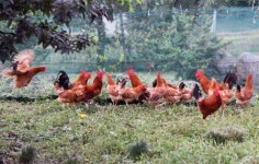 [포토]청정지역 제주에서 키우는 청정 토종닭